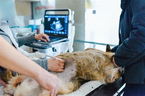 Veterinarian performing an ultrasound on a pregnant dog