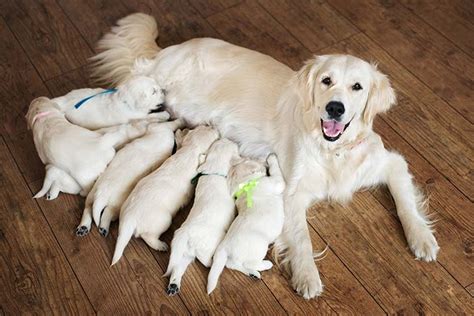 Dog nursing a large litter of puppies