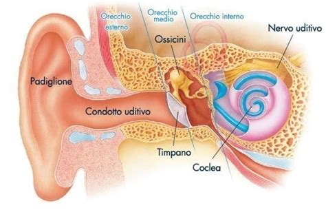 rappresentazione schematica dell'orecchio umano e delle sue componenti anatomiche