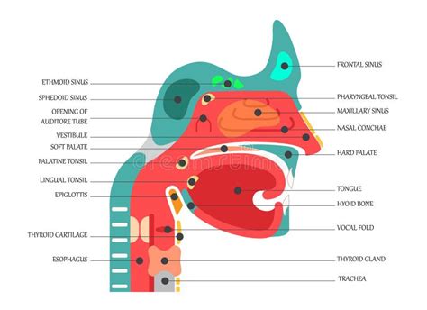 illustrazione scientifica del palato infantile e dell'azione della tettarella ortodontica