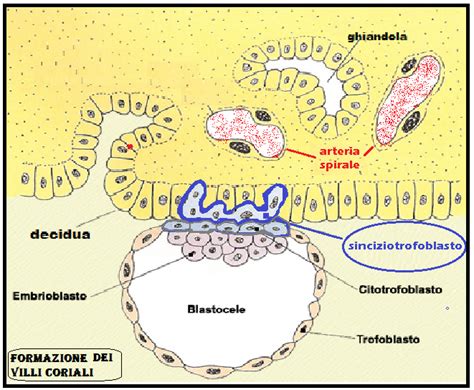 micrografia dei villi coriali e struttura del sinciziotrofoblasto