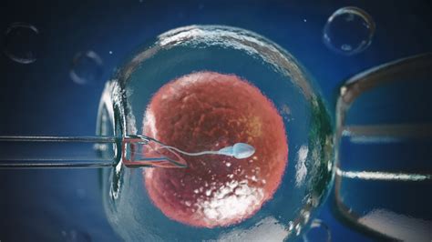 Rappresentazione della donazione di ovuli e spermatozoi