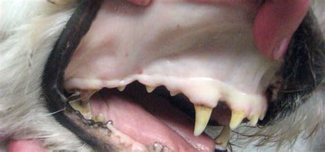 Cane con gengive pallide