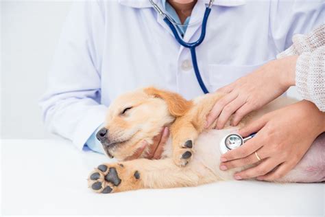 Visita veterinaria cane