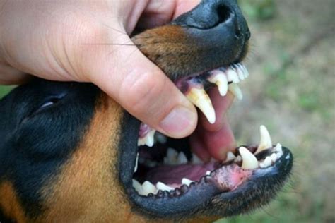Epulide gengivale nel cane