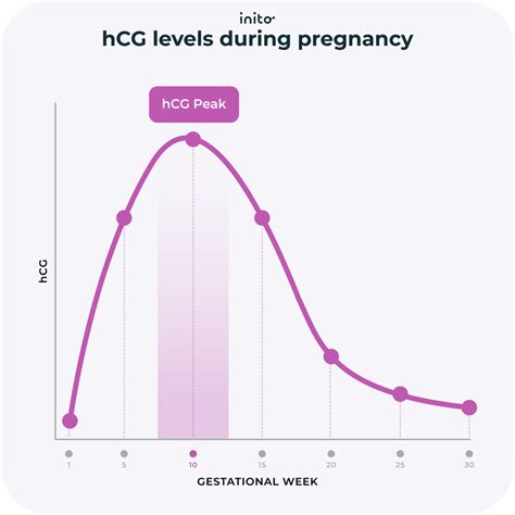 Diagram showing hCG levels rise over time