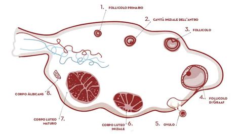Corpo Luteo e produzione di Progesterone