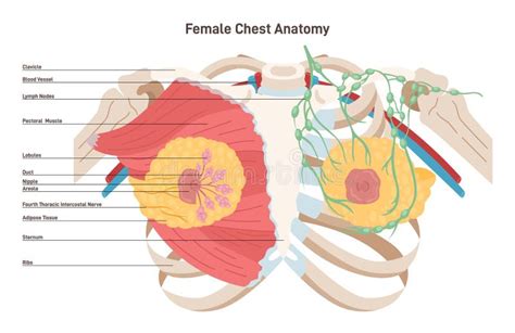 illustrazione schematica dell'anatomia femminile e posizionamento corretto per l'applicazione di farmaci