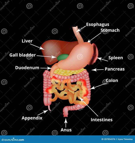 Rappresentazione anatomica organi addominali