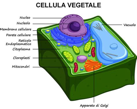 rappresentazione microscopica di cellule vegetali con parete cellulare visibile