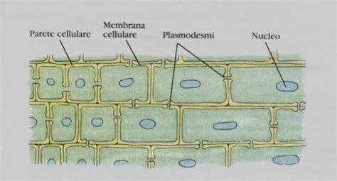 diagramma stratigrafico della parete cellulare vegetale