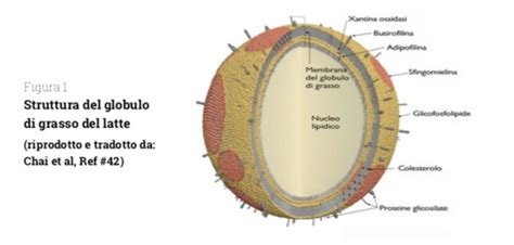 Globuli di grasso del latte materno con membrana MFGM