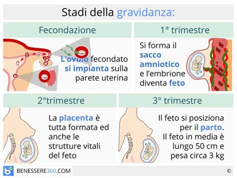 Diagramma che mostra le diverse fasi della gravidanza e le settimane corrispondenti.