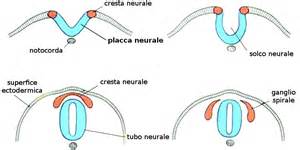 sviluppo del sistema nervoso tramite il processo di neurulazione