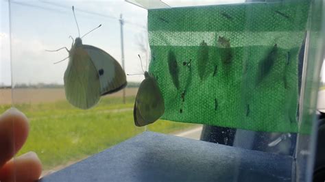 Smart Bugs kit