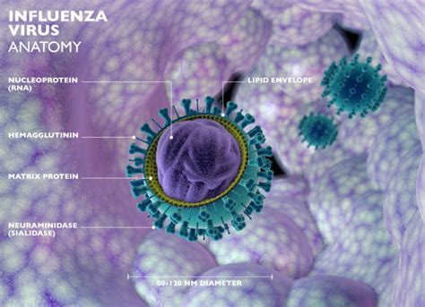 Virus influenzale al microscopio