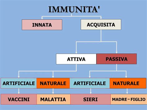 Schema immunità passiva madre-feto