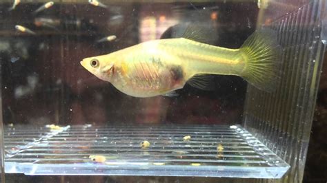 Sala parto per guppy in acquario
