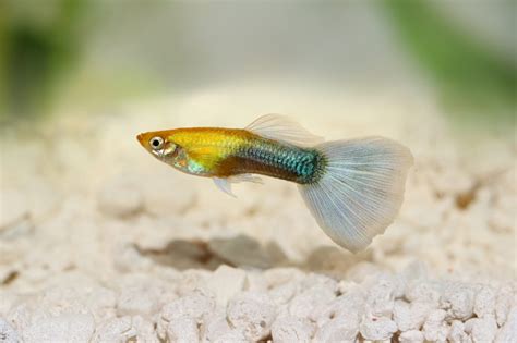 Varietà di guppy selezionati in allevamento