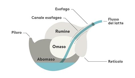 Schema di accrescimento e sviluppo del rumine nel vitello