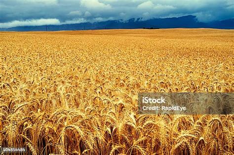 Illustrazione di un campo di graminacee con polline sospeso nell'aria