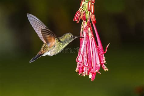 Colibrì intento a nutrirsi del nettare di un fiore