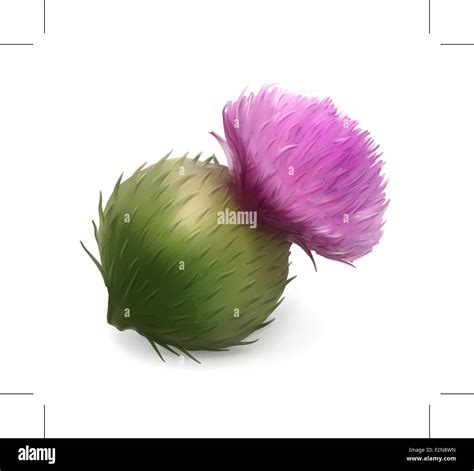 Illustrazione di semi di bardana attaccati al pelo di un animale