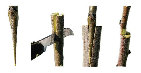 Illustrazione del processo di innesto su un albero da frutto