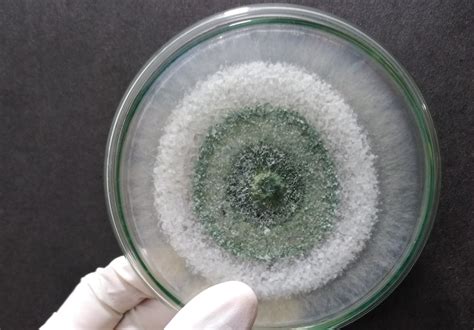 Fungo antagonista Trichoderma sul prato
