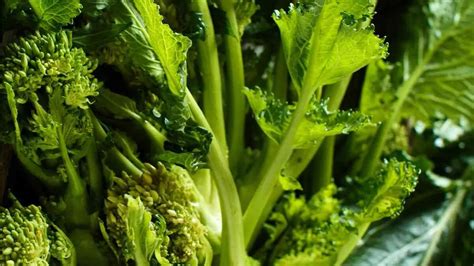 Campo coltivato a cime di rapa con infiorescenze verdi e foglie rigogliose