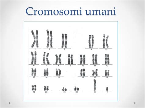 Diagramma dei cromosomi umani