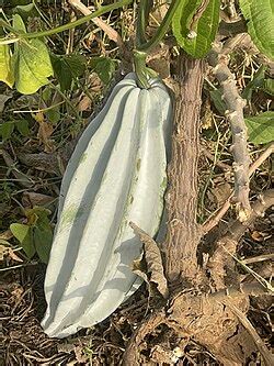 Zucca scanalata Telfairia occidentalis con costole longitudinali