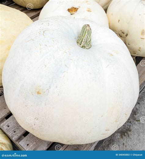 Zucca bianca Pathaw Lieh allungata