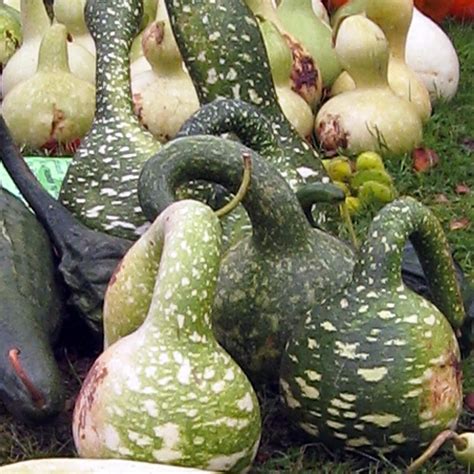 Zucca a fiasco Lagenaria siceraria
