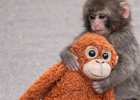 Scimmia Punch con peluche orango