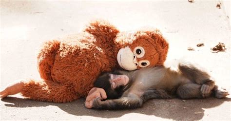Macaco che dorme abbracciato a un peluche
