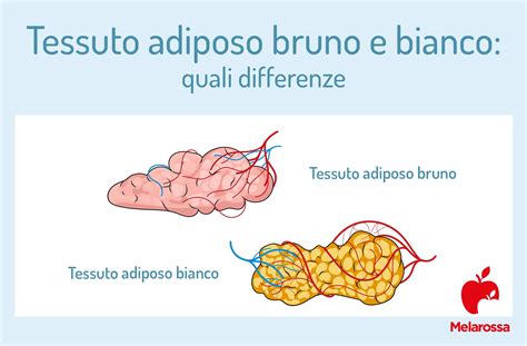 confronto tra tessuto ovarico sano e tessuto interessato da endometrioma
