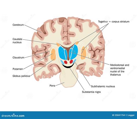 Sezione trasversale del cervello che mostra l'ipofisi