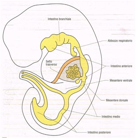 Derivati endodermici dell'intestino anteriore e medio