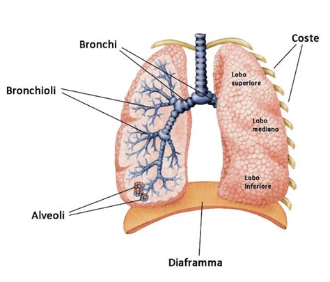 Struttura dei polmoni di un neonato