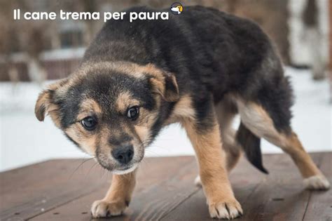 Cane che trema per il freddo dopo il bagno