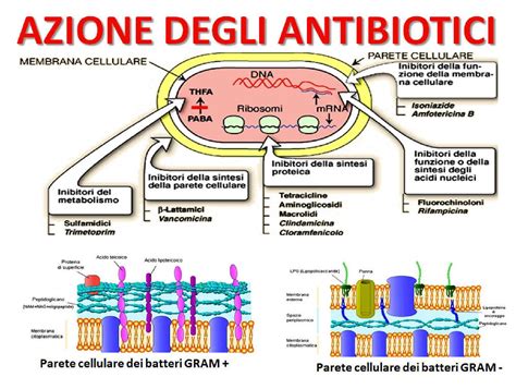 Illustrazione della flora batterica vaginale e degli effetti degli antibiotici