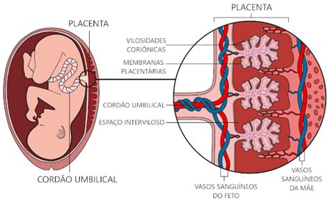 Schema anatomico della placenta e del feto nell'utero