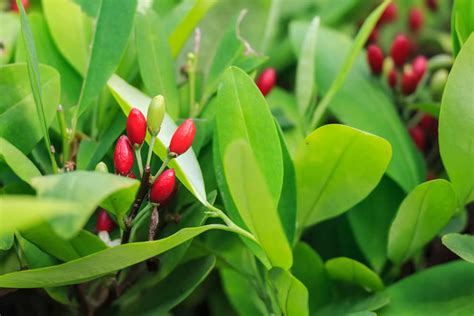 Pianta di Erythroxylum coca in ambiente naturale