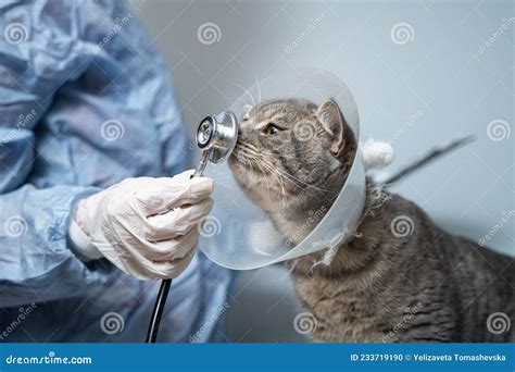 Medico veterinario che esamina un gatto