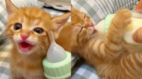 gattino neonato che beve dal biberon