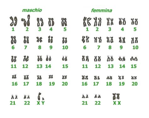 schema del corredo cromosomico umano e unione dei gameti