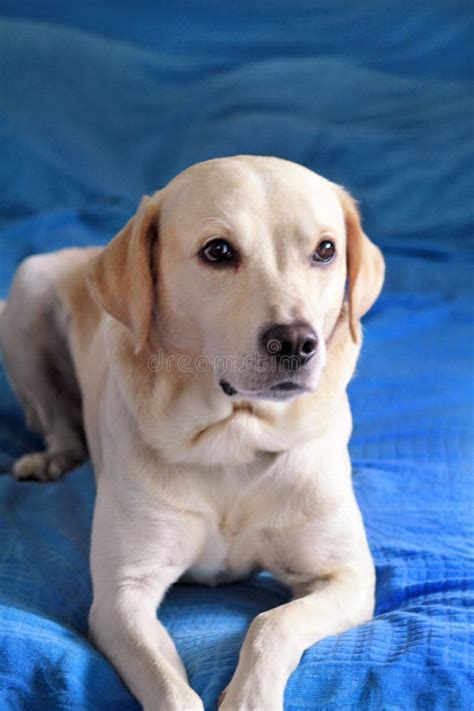 Cane Labrador Retriever in posa