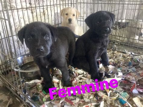 Cuccioli di Labrador bianchi appena svezzati che mangiano da una ciotola