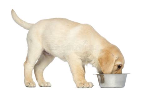 Cucciolo di Labrador bianco che mangia crocchette